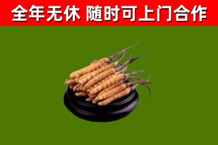 红旗区烟酒回收冬虫夏草.jpg